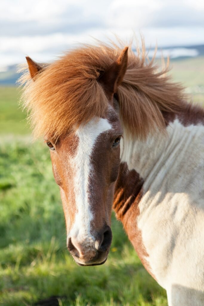 Photo d'un cheval