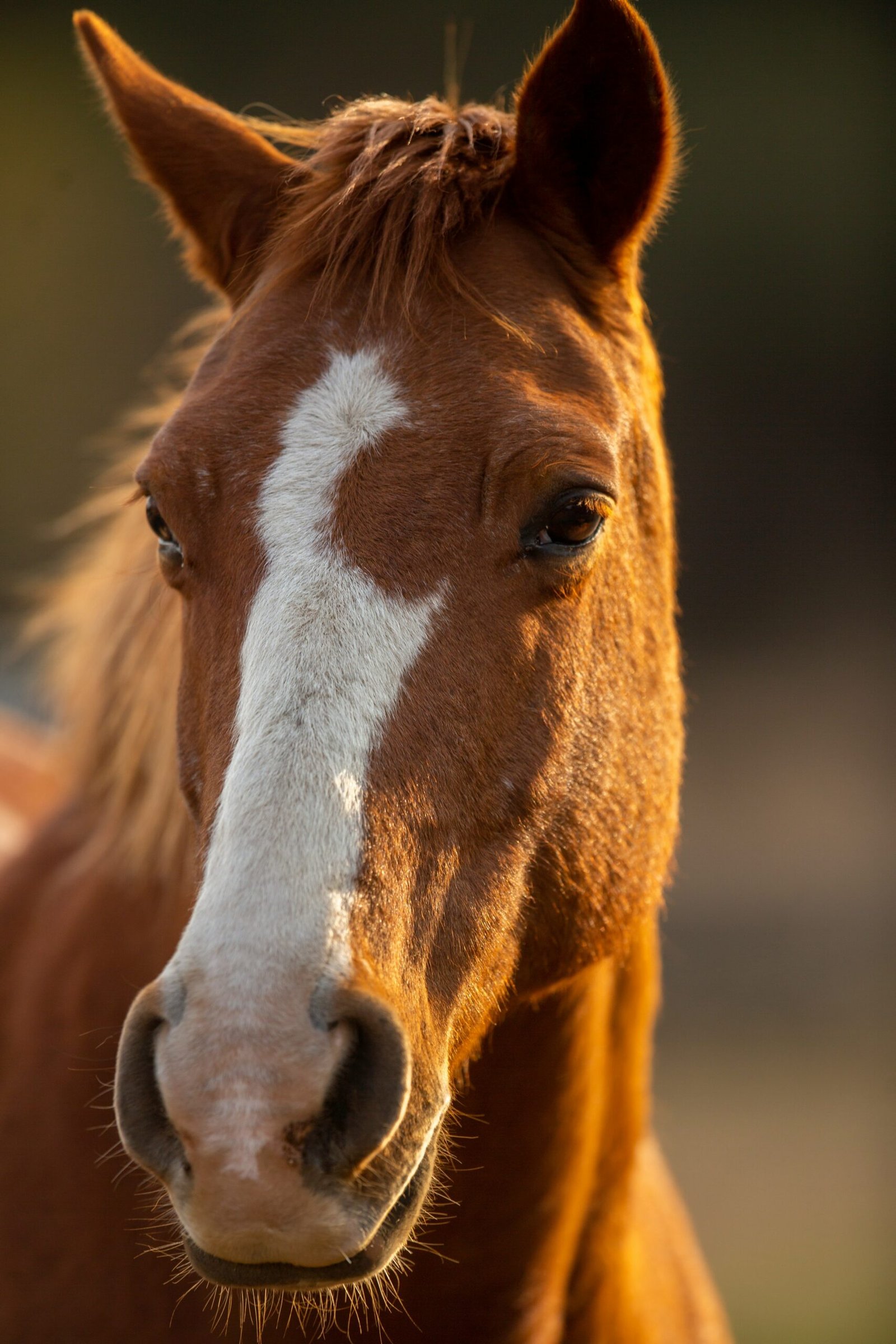 Photo d'un cheval