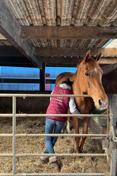Photo de NH massage s'occupant d'un cheval