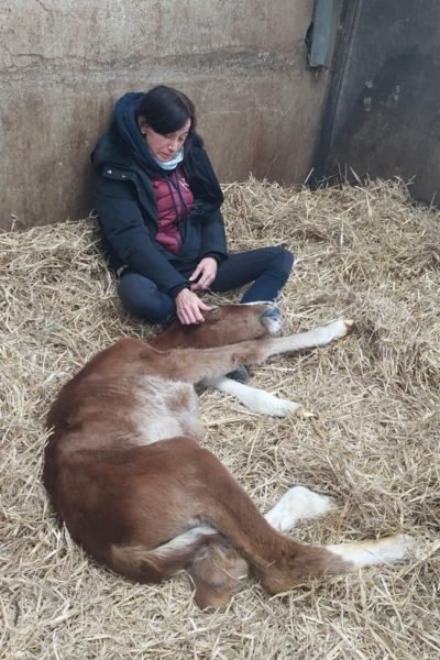 Photo de NH massage s'occupant d'un cheval