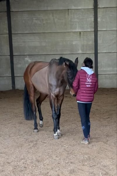 Photo de NH massage s'occupant d'un cheval