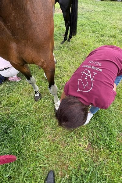 Photo de NH massage s'occupant d'un cheval