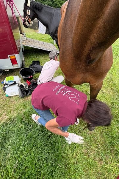 Photo de NH massage s'occupant d'un cheval